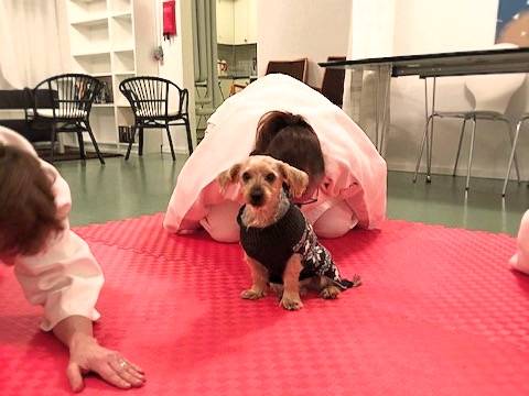 Liten hund sitter i mitten av en liten judomatta. Runtom sitter två personer i judodräkter på knä och bugar.